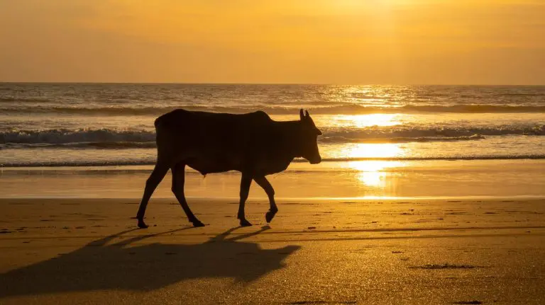 Image of a cow on a sunny beach in Goa