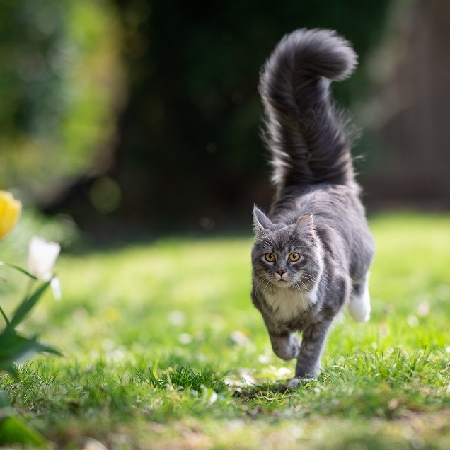 blue Maine cat on the move outdoors UK pet insurance