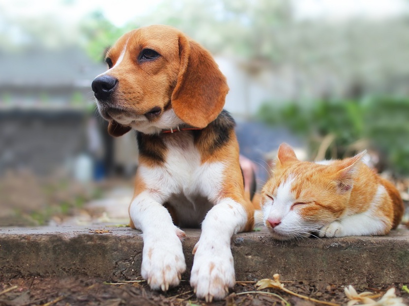 UK pet insurance Beagle and cat together