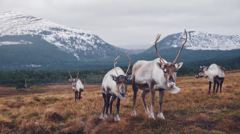 cairngorms national park reindeer